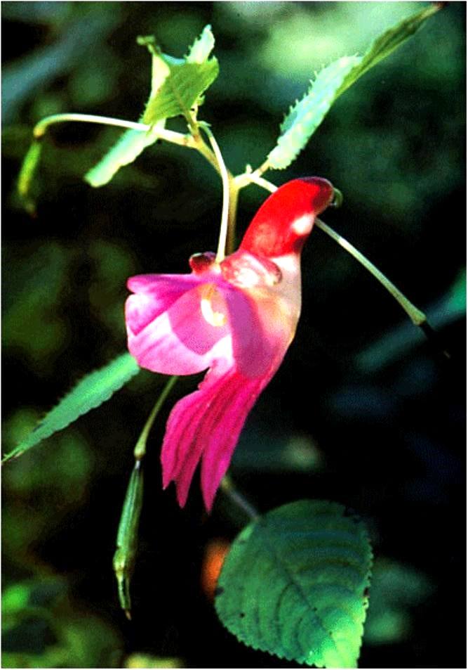 Parrot-Flower-Impatiens-psittacina Top 10 Crazy Looking Flowers That will Surprise You ...