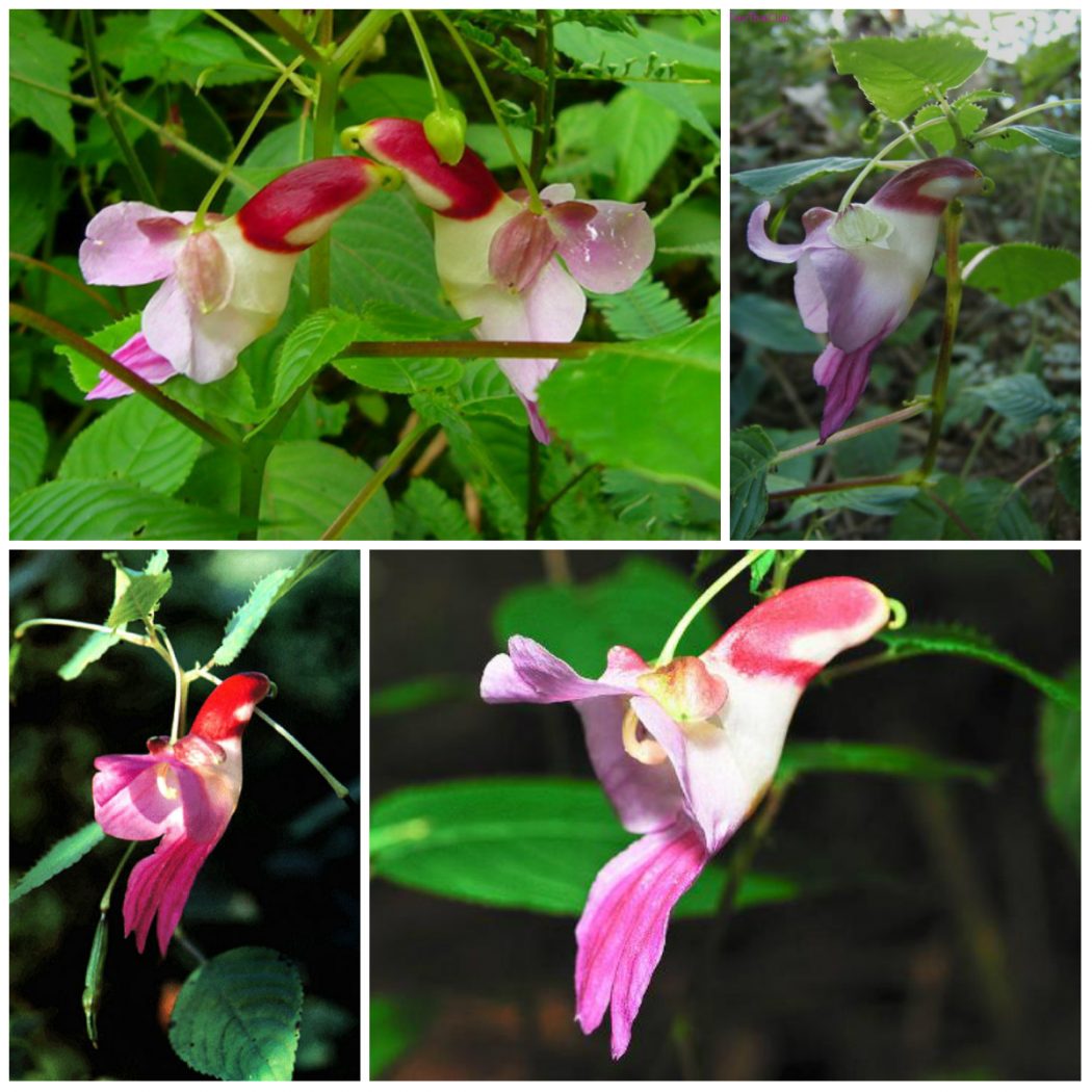 Parrot-Flower-Impatiens-psittacina2 Top 10 Crazy Looking Flowers That will Surprise You ...