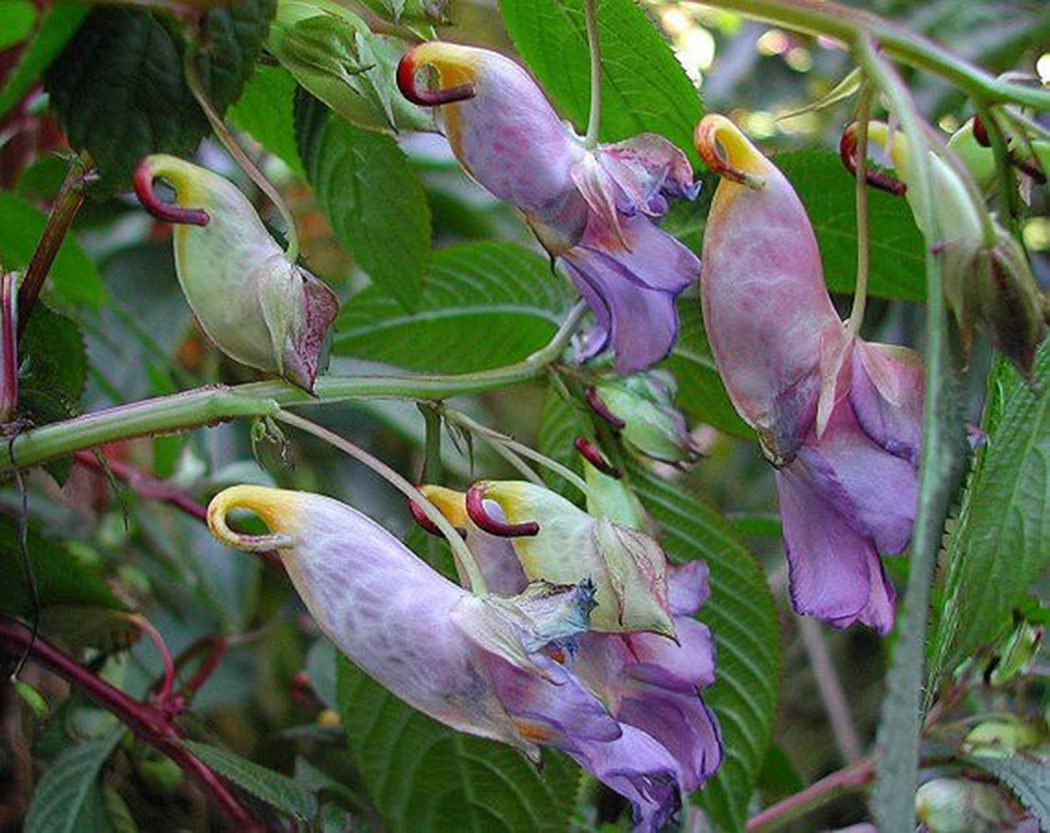 Parrot Flower (Impatiens psittacina)6