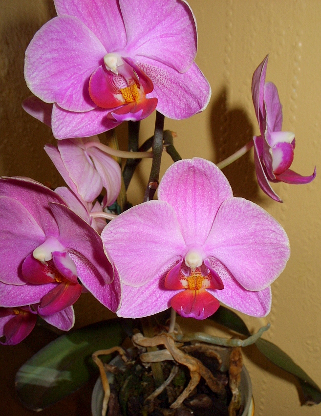 Moth Orchid (Phalaenopsisamabilis) Crazy Looking Flowers Type