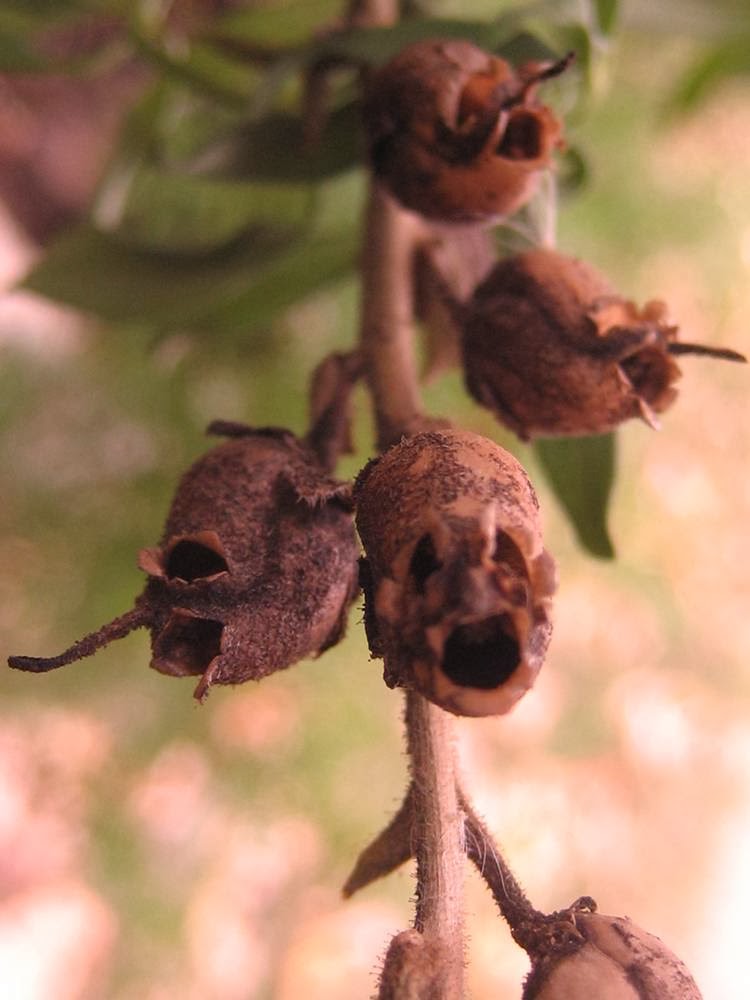 Snapdragon_Seed_Pods_004