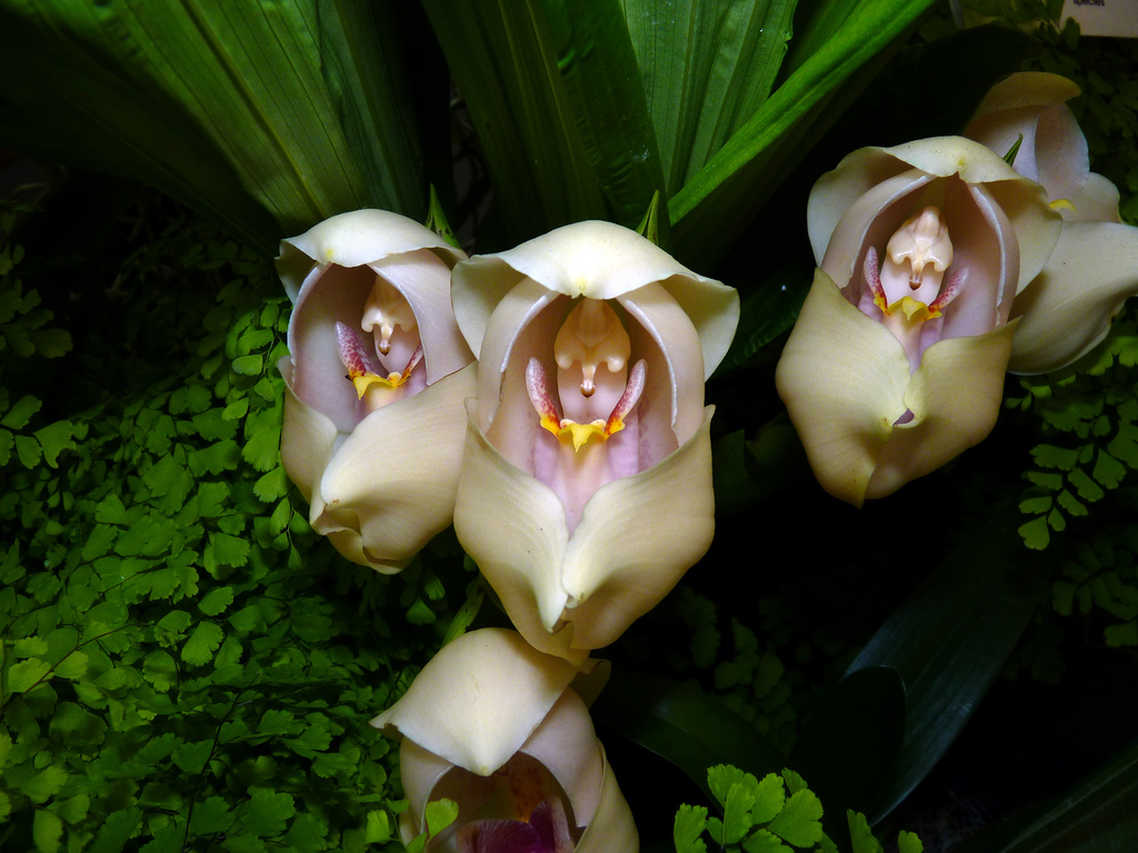 Swaddled-Babies-Anguloauniflora2 Top 10 Crazy Looking Flowers That will Surprise You ...