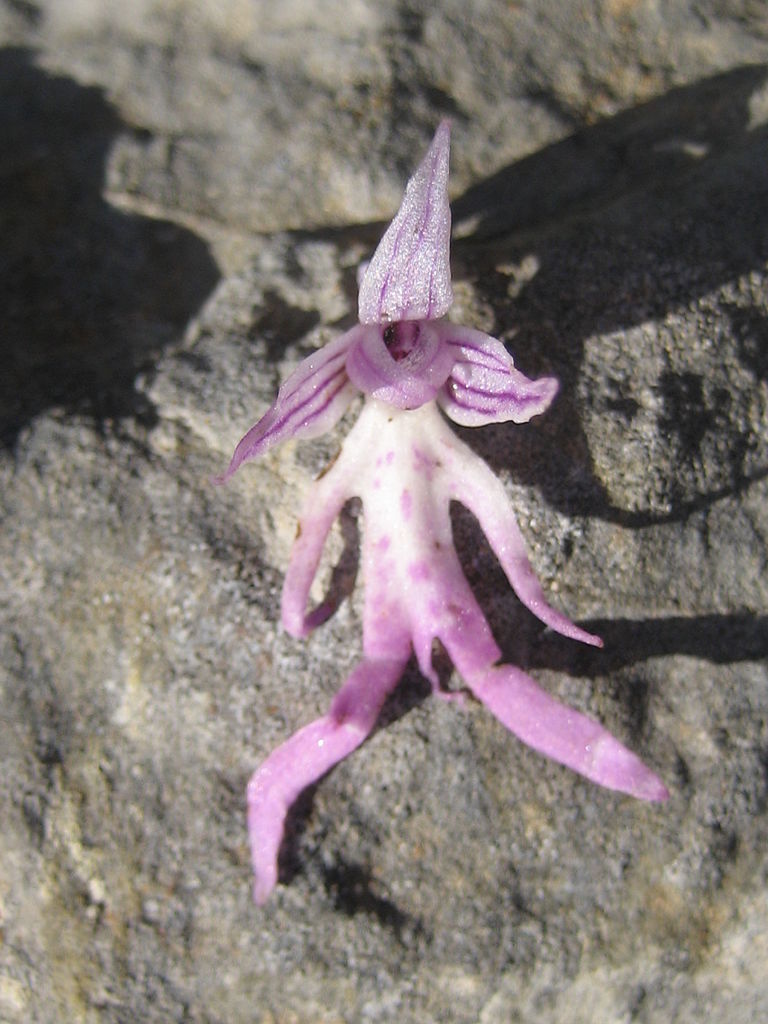 a-single-Orchis-italica-haning-out-on-a-rock