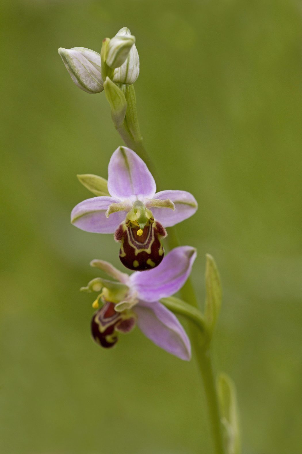 bee-orchid-3