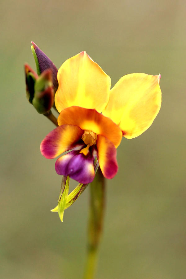 donkey-orchid-tony-brown