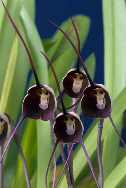 hot-potted-peru-monkey-face-orchid-seeds