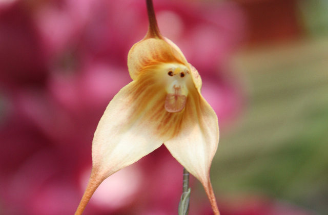 monkey-orchid-1