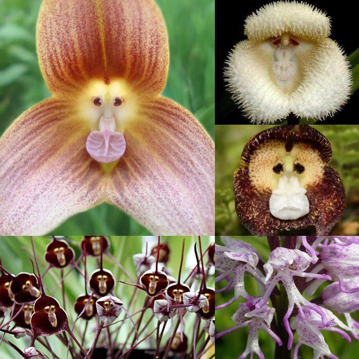 monkey_orchids