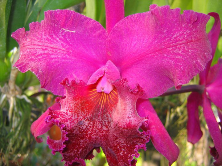orchid Top 10 Crazy Looking Flowers That will Surprise You ...