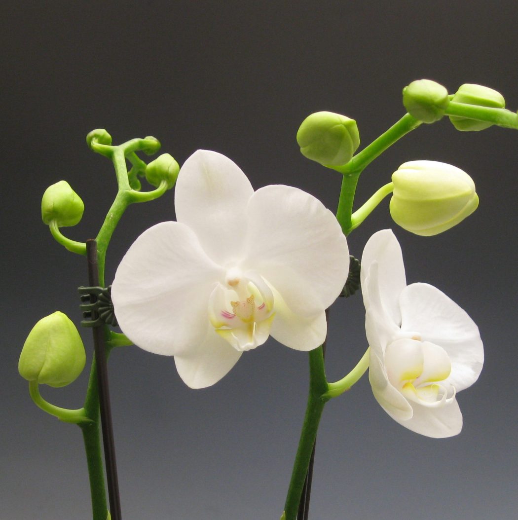 Moth Orchid (Phalaenopsisamabilis) Crazy Looking Flowers Type