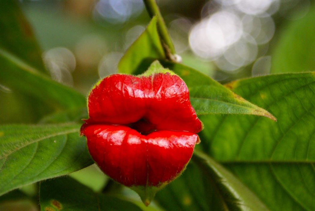 psychotria Top 10 Crazy Looking Flowers That will Surprise You ...