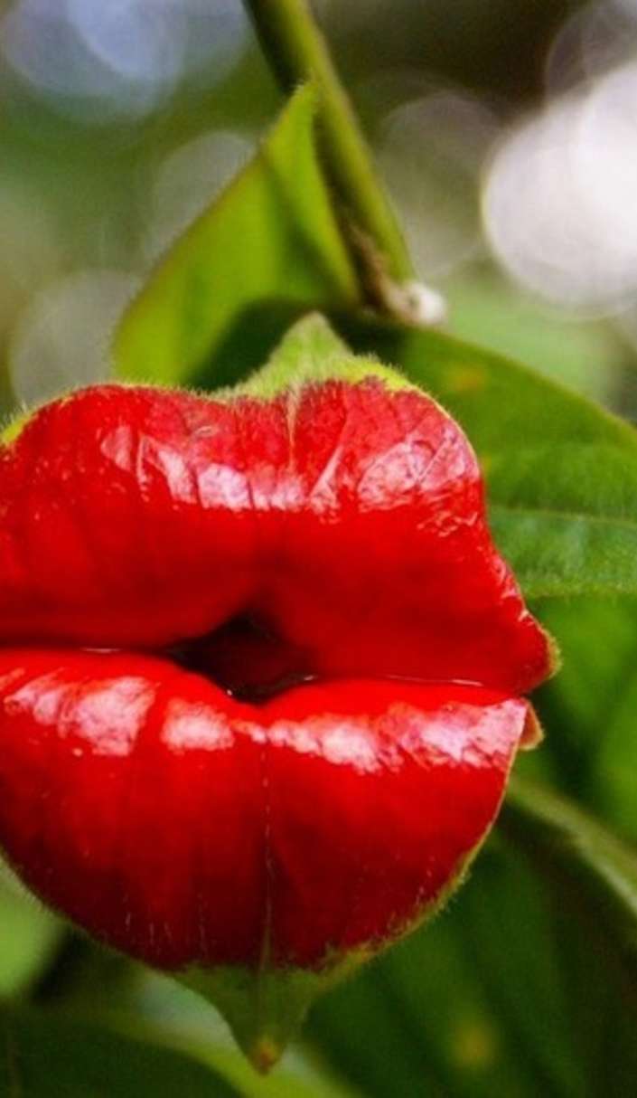pucker-up-and-kiss-some-hookers-lips-flower Top 10 Crazy Looking Flowers That will Surprise You ...