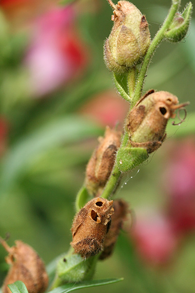 snapdragon_seed_pods2