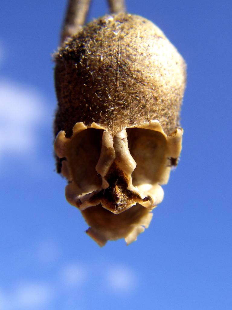 snapgdragon seed pod skull dragons skull 3