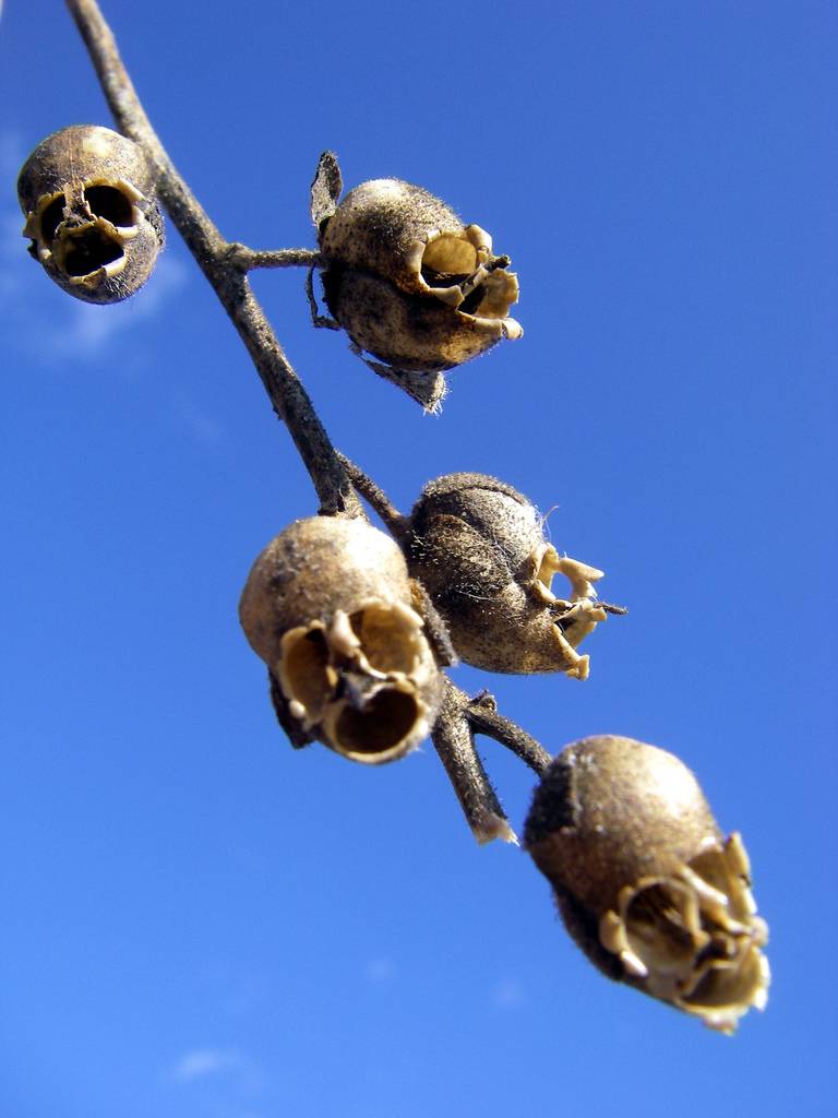 snapgdragon seed pod skull dragons skull