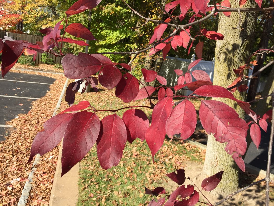 Top 10 Fastest Growing Trees in the World 33 Autumn Purple Ash