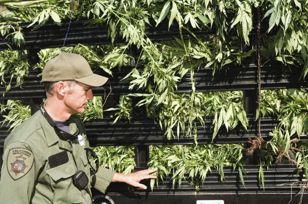 Law Enforcement Officer with Confiscated Marijuana Plants