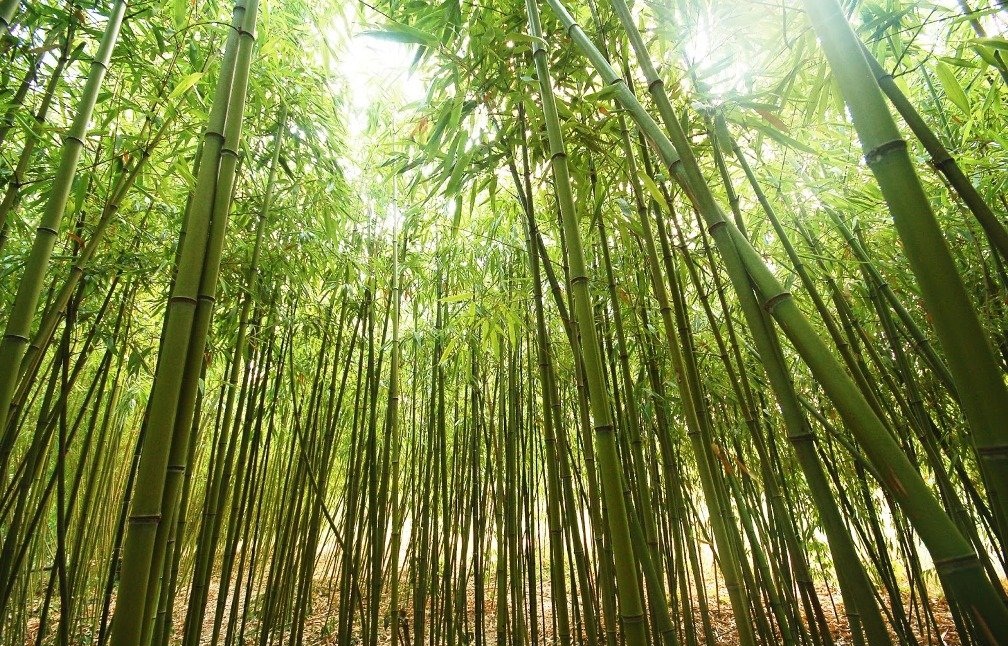 Bamboo-Tree-Image Top 10 Fastest Growing Trees in the World