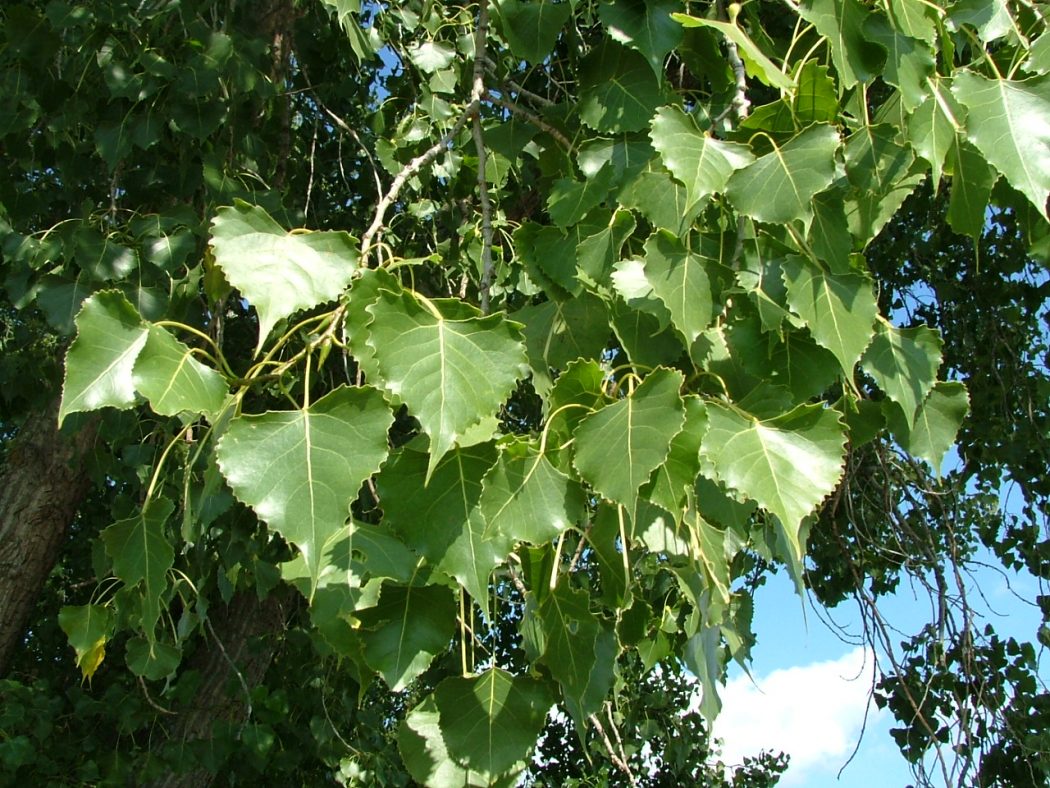 Cottonwood_leaves Top 10 Fastest Growing Trees in the World