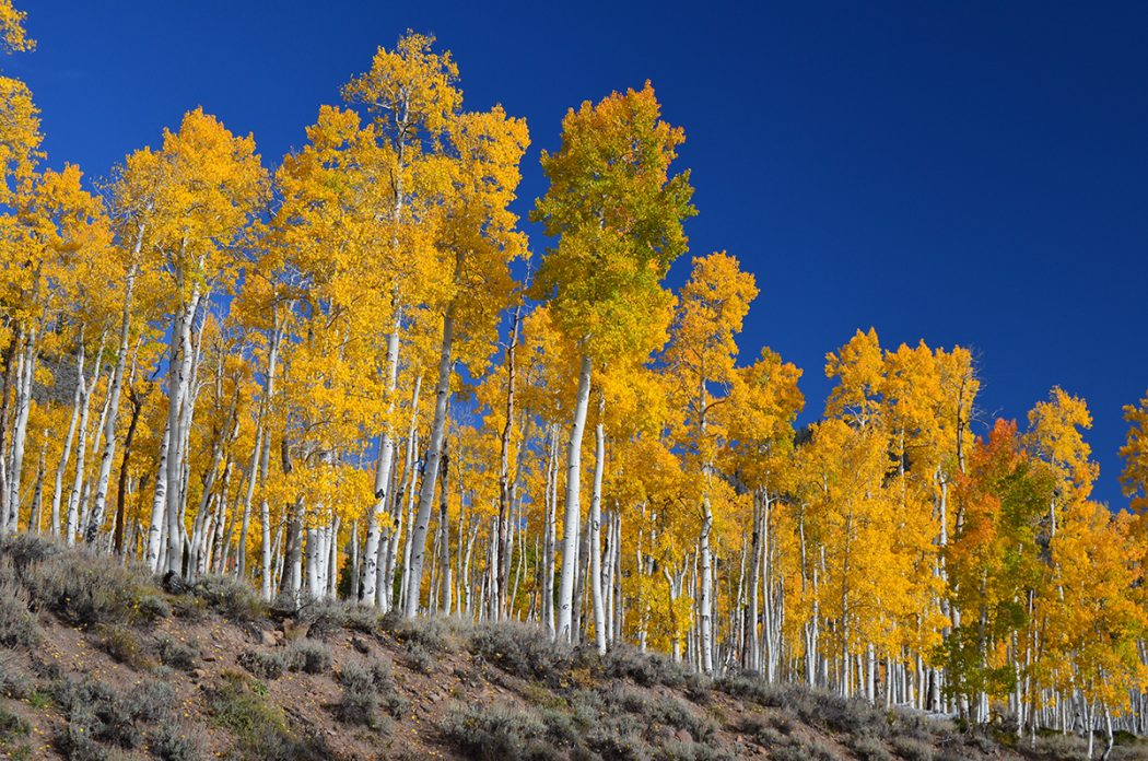 Top 10 Fastest Growing Trees in the World 19 Quaking Aspen