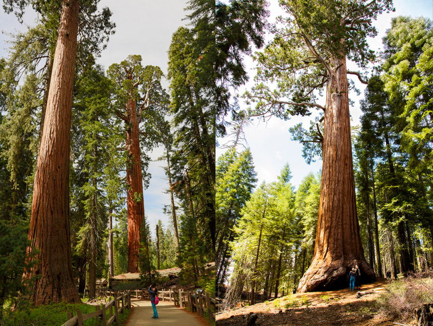Giant-Sequoia-Trees Top 10 Fastest Growing Trees in the World