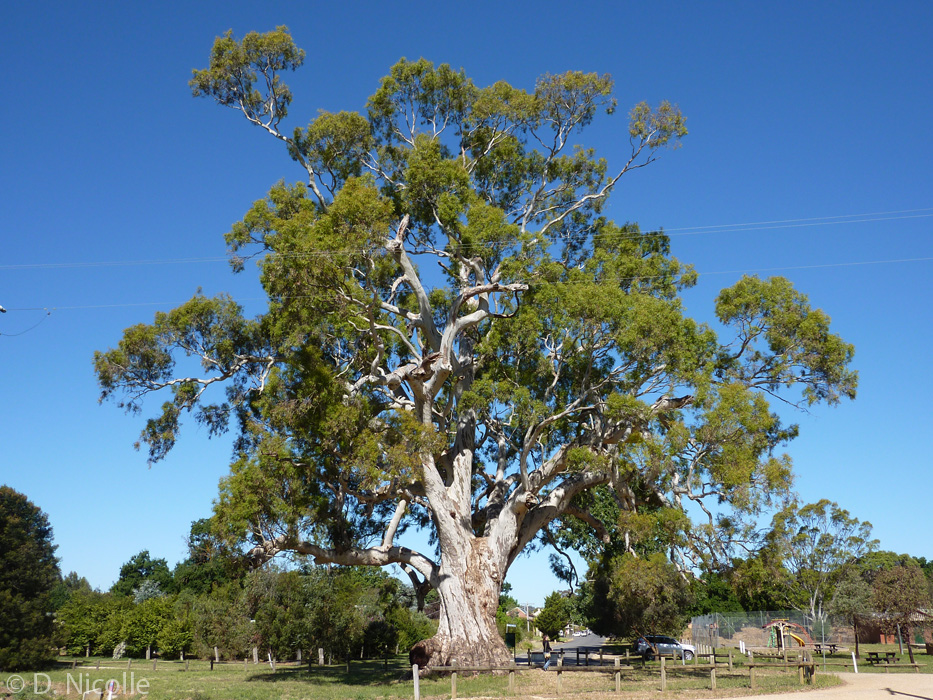 Guildford-Tree-Eucalyptus-camaldulensis-red-gum Top 10 Fastest Growing Trees in the World