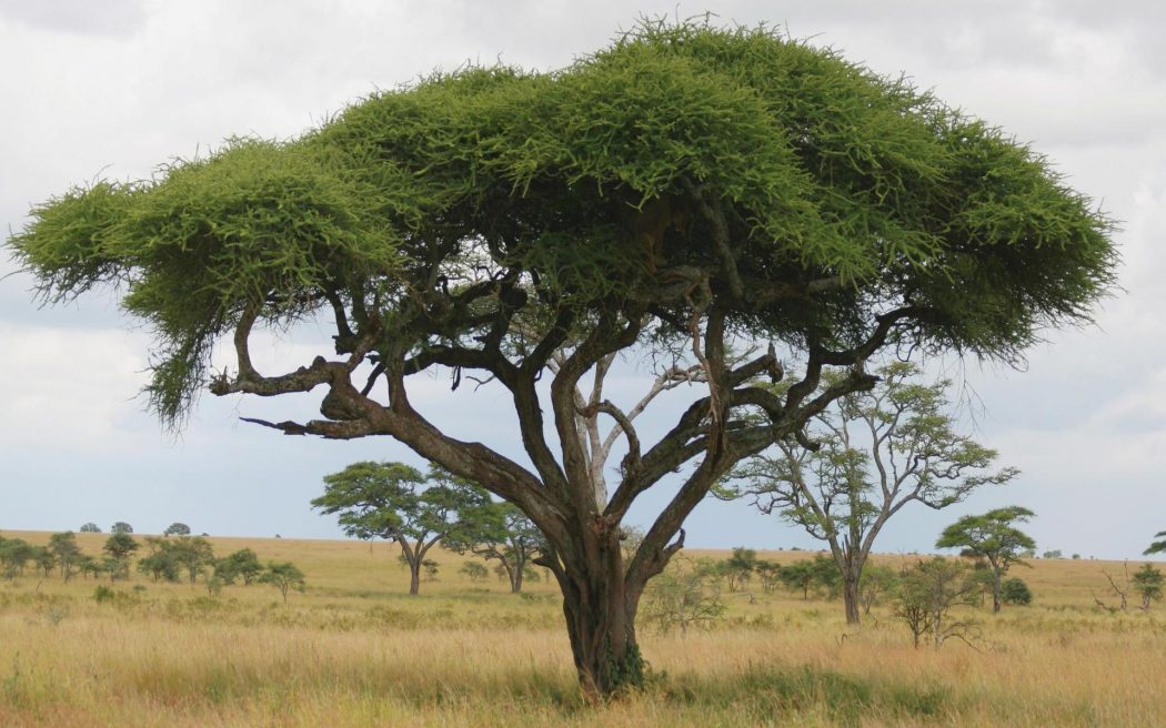 acacia-tree-dream3 Top 10 Fastest Growing Trees in the World