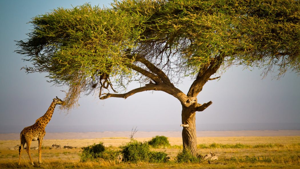acacia-tree-giraffe Top 10 Fastest Growing Trees in the World
