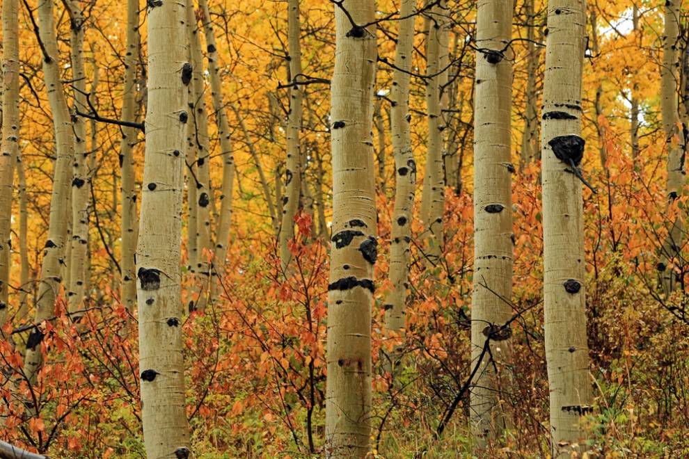 aspen-trunks Top 10 Fastest Growing Trees in the World