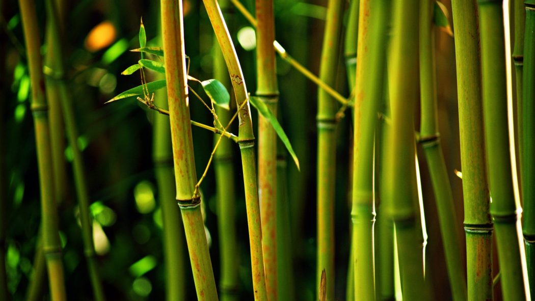 bamboo-tree-glowing-2560x1440-and Top 10 Fastest Growing Trees in the World