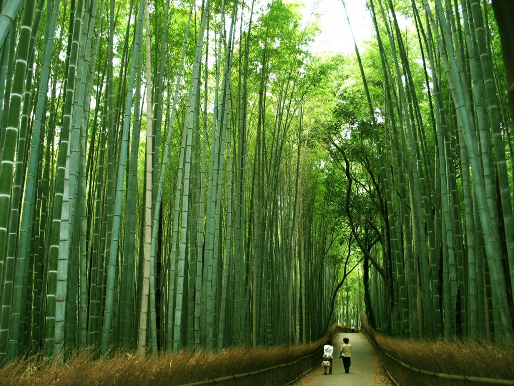 bamboo Top 10 Fastest Growing Trees in the World
