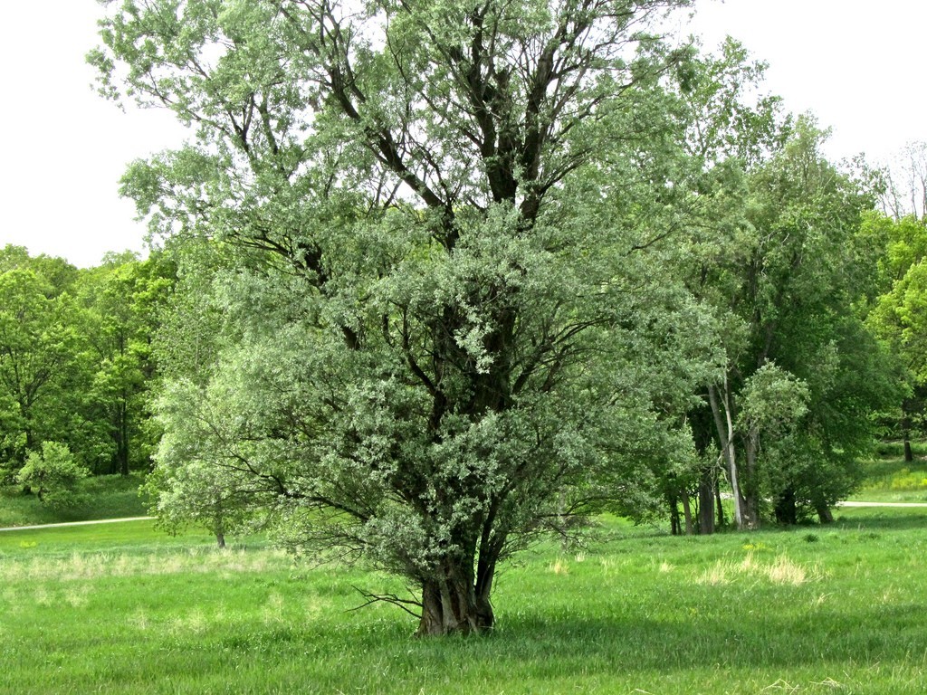 cottonwood-tree Top 10 Fastest Growing Trees in the World