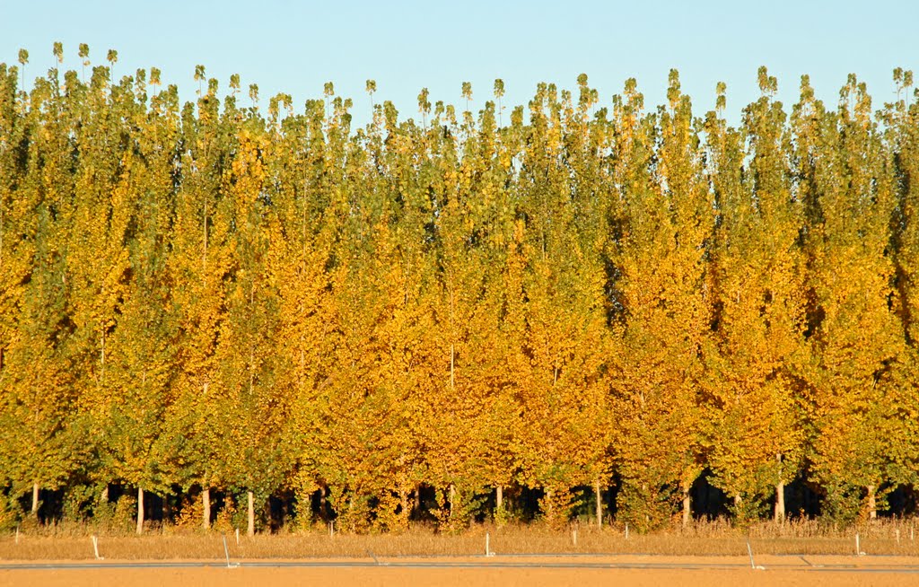hybrid-poplar-2 Top 10 Fastest Growing Trees in the World