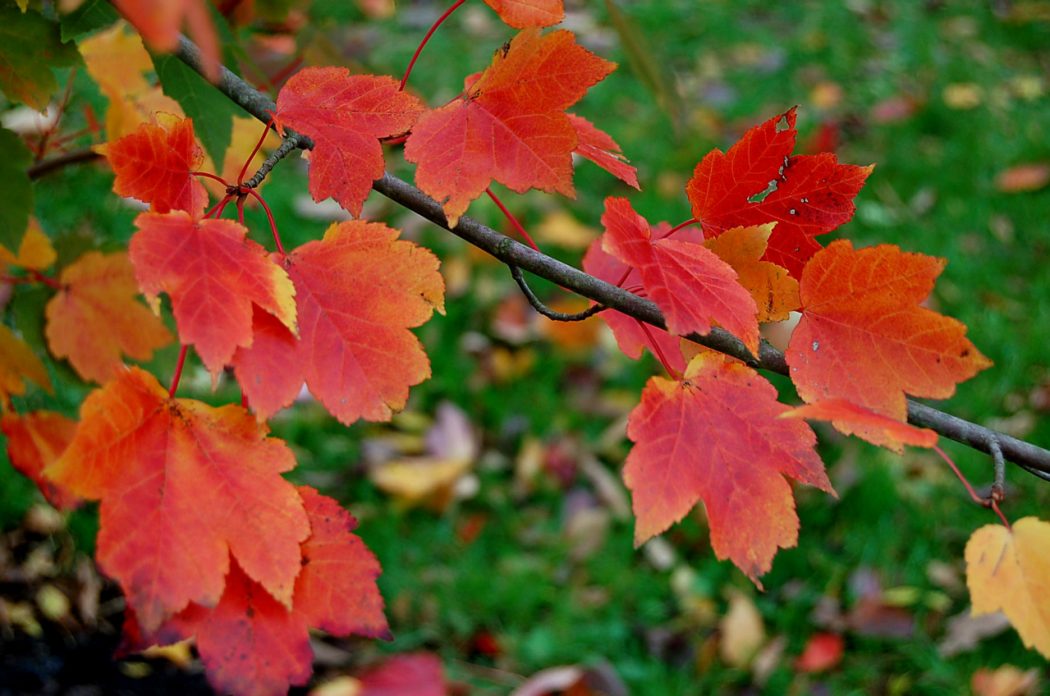 October Glory Red Maple Tree