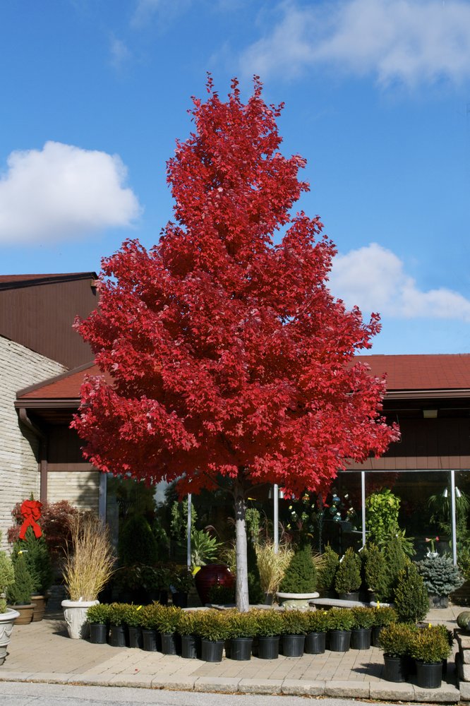 Top 10 Fastest Growing Trees in the World