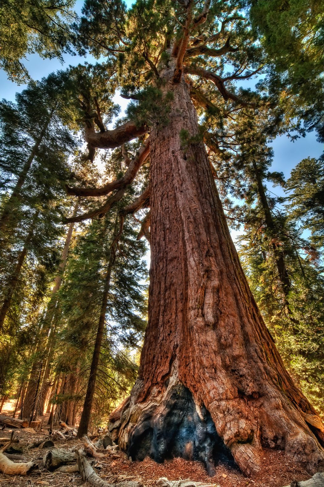 tumblr_mk4sj9SO8N1s8dxkho3_1280 Top 10 Fastest Growing Trees in the World