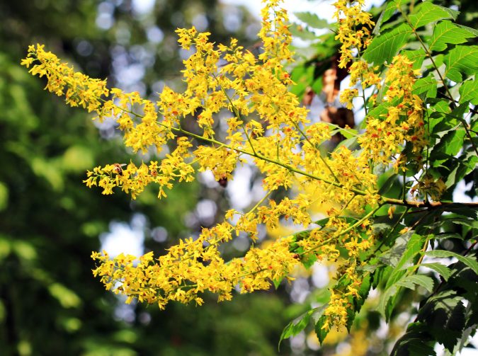 Top 10 SummerBlooming Trees For Your Garden