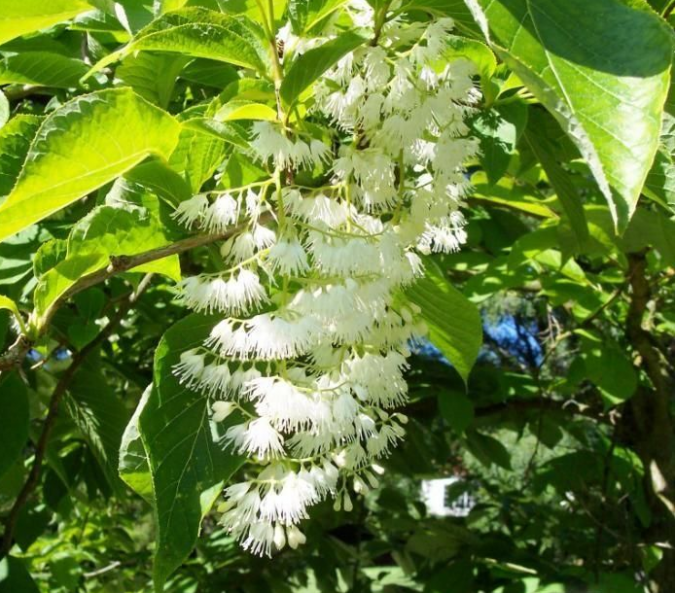 77-675x593 Top 10 Summer-Blooming Trees for Your Garden