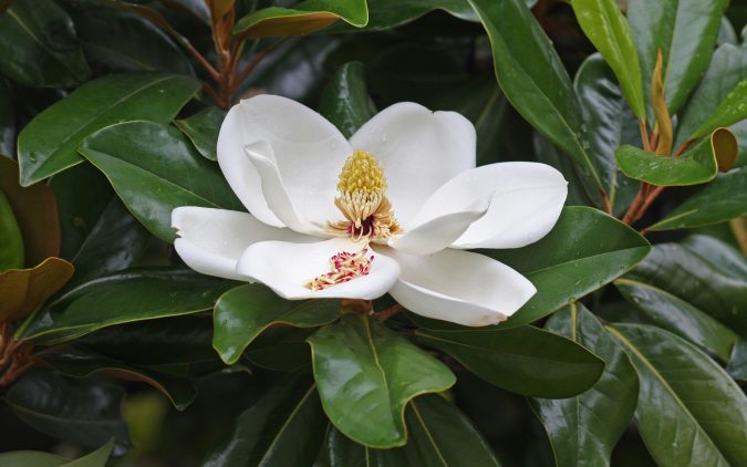Magnolia_flower_Duke_campus-675x422 Top 10 Summer-Blooming Trees for Your Garden