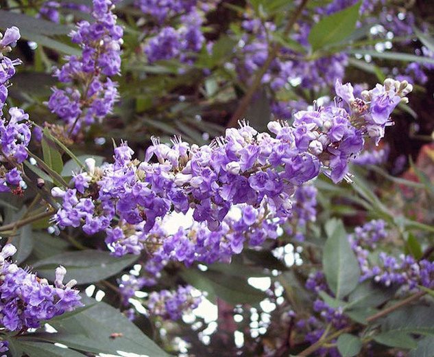 Vitex-agnus-castus-Shoal-Creek Top 10 Summer-Blooming Trees for Your Garden
