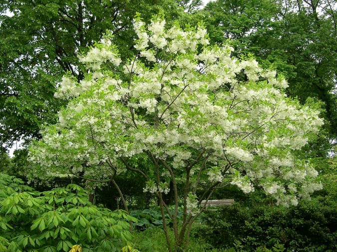 fring-675x506 Top 10 Summer-Blooming Trees for Your Garden