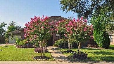 Top 10 Summer-Blooming Trees for Your Garden 40 hr3442015 1 Top 10 Summer-Blooming Trees for Your Garden - 6 Fastest Growing Trees