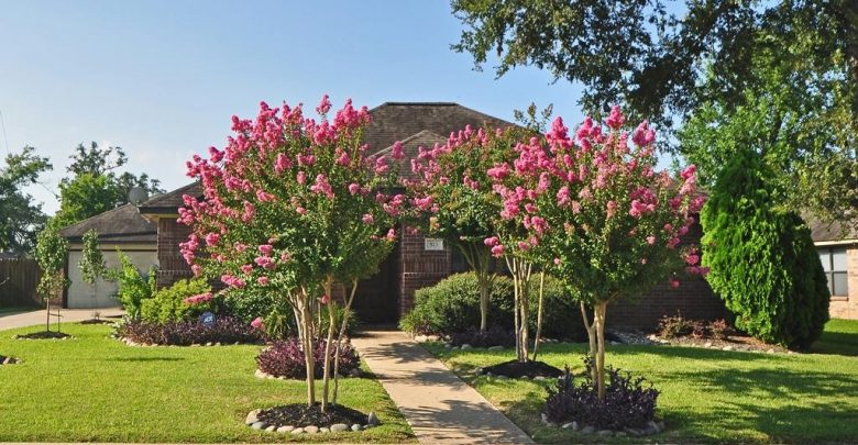 hr3442015 1 Top 10 Summer-Blooming Trees for Your Garden - trees 2