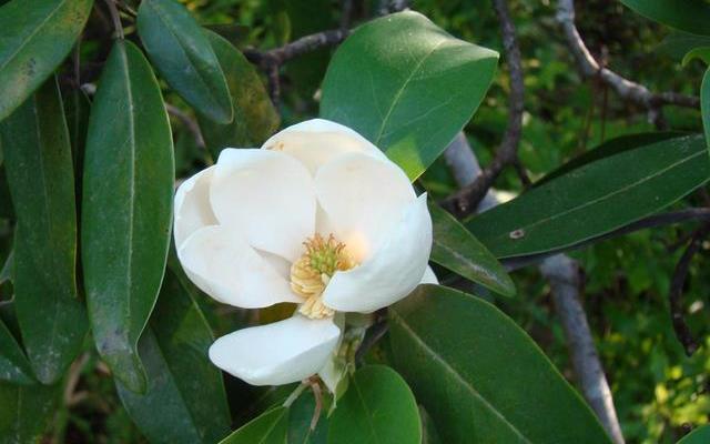 Top 10 Summer-Blooming Trees for Your Garden 2 sweetbay-magnolia-flower-640x4