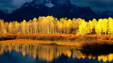 aspen tree wallpaper 1 Top 10 Fastest Growing Trees in the World - 5 make flowers last forever