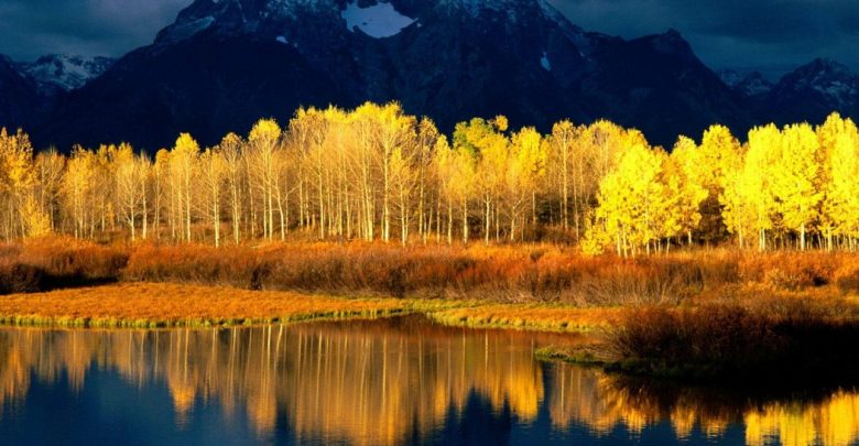 aspen tree wallpaper 1 Top 10 Fastest Growing Trees in the World - trees 1
