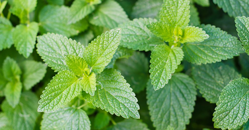 Catnip1 6 Main Healing Products That Are Effective
