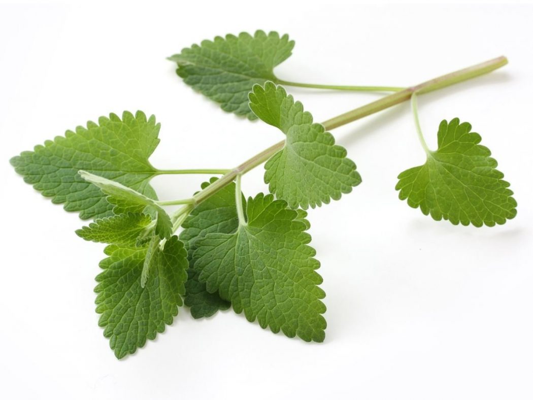 Catnip3 6 Main Healing Products That Are Effective - 4