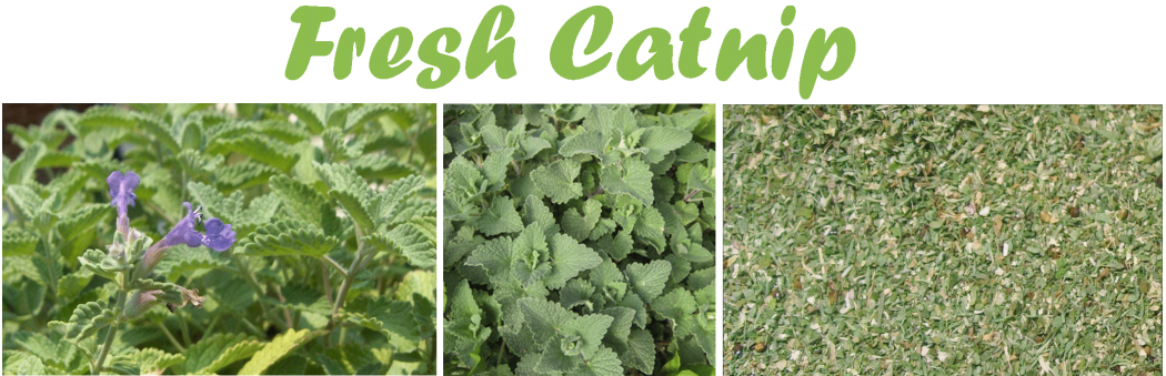 Catnip4 6 Main Healing Products That Are Effective - 5