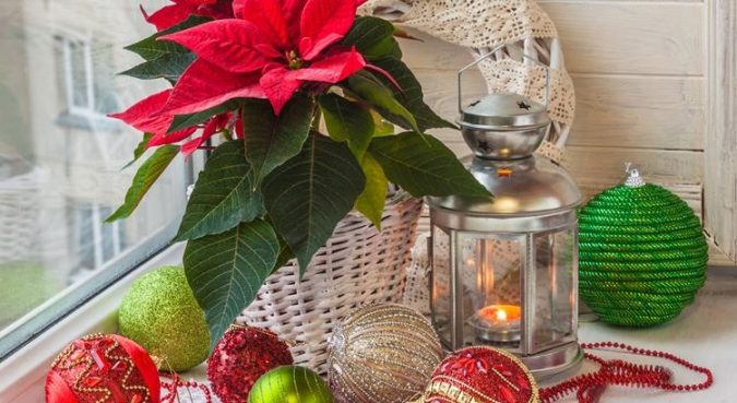 Christmas indoor plants Top 10 Best Ways To Turn Your Home All Christmassy - 6
